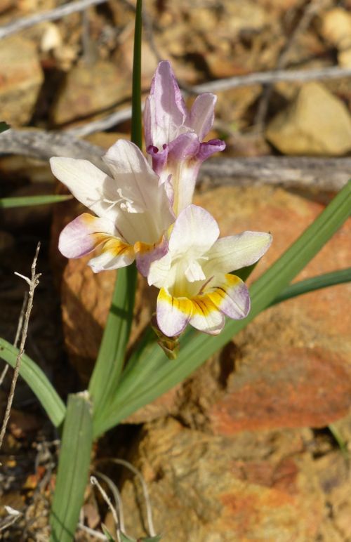 Freesia Fucata J.C.Manning & Goldblatt