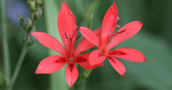 Freesia Grandiflora Ssp. Occult