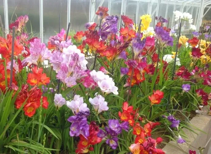 Freesia Hybrids