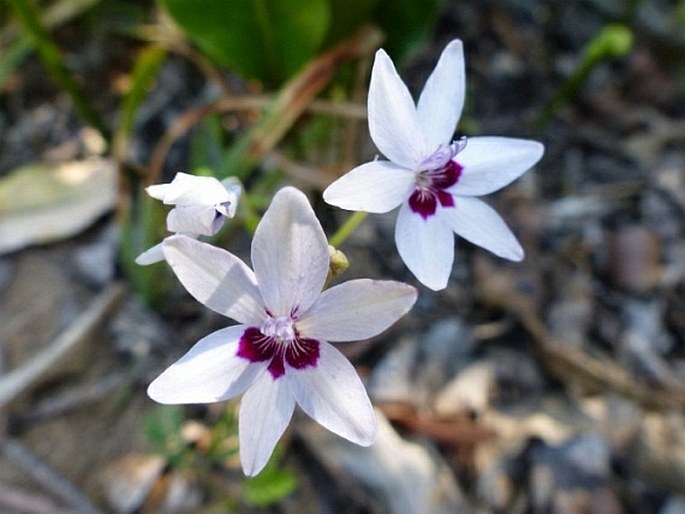 Freesia Laxa Subsp. Azurea (goldblatt & Hutchings)