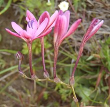 Freesia Verrucosa