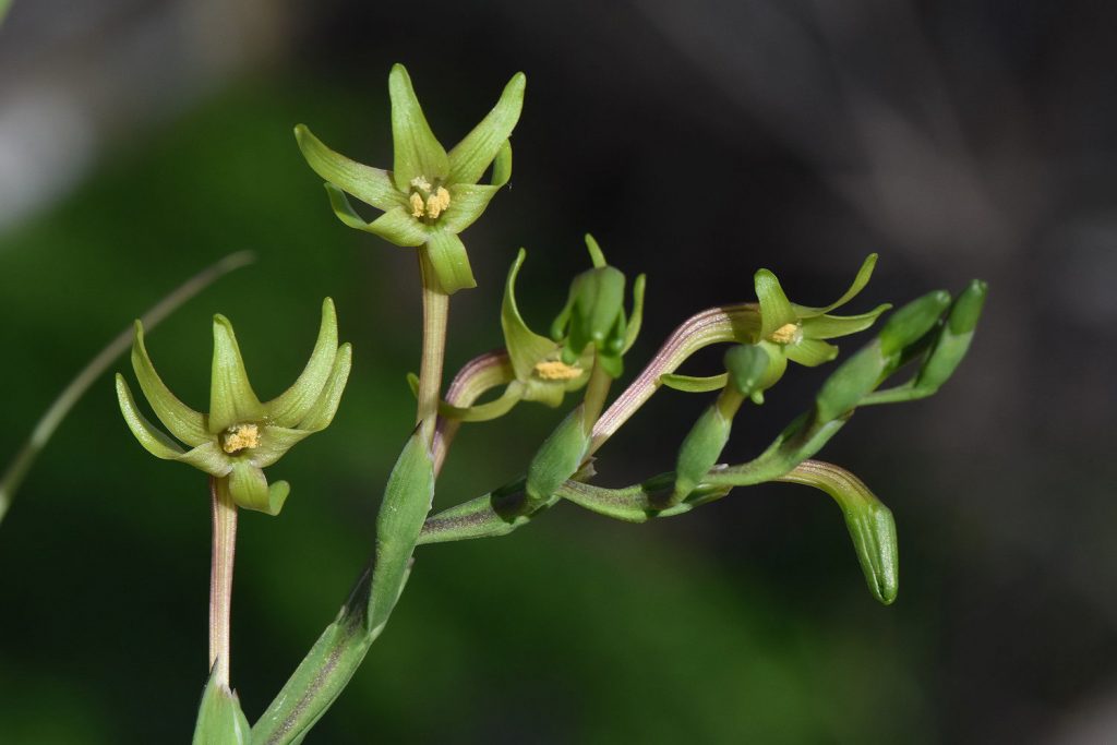 Freesia Viridis Ssp. Viridis