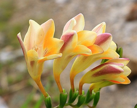 Freesia leichtlinii subsp. leichtlinii