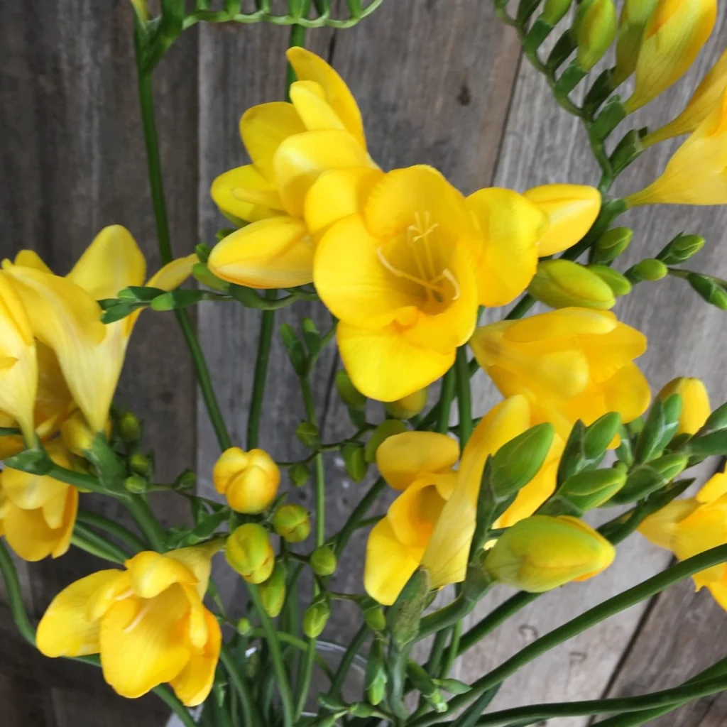 Freesia