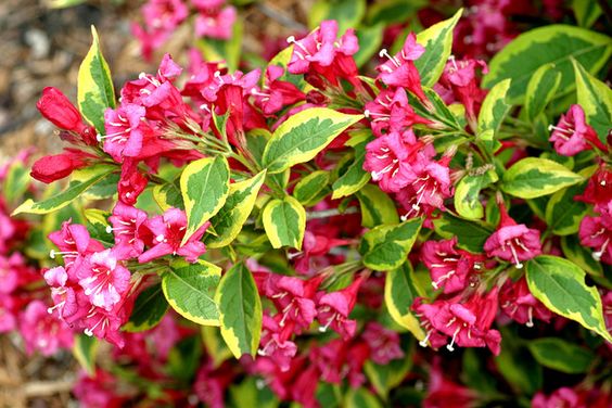 French Lace Weigela