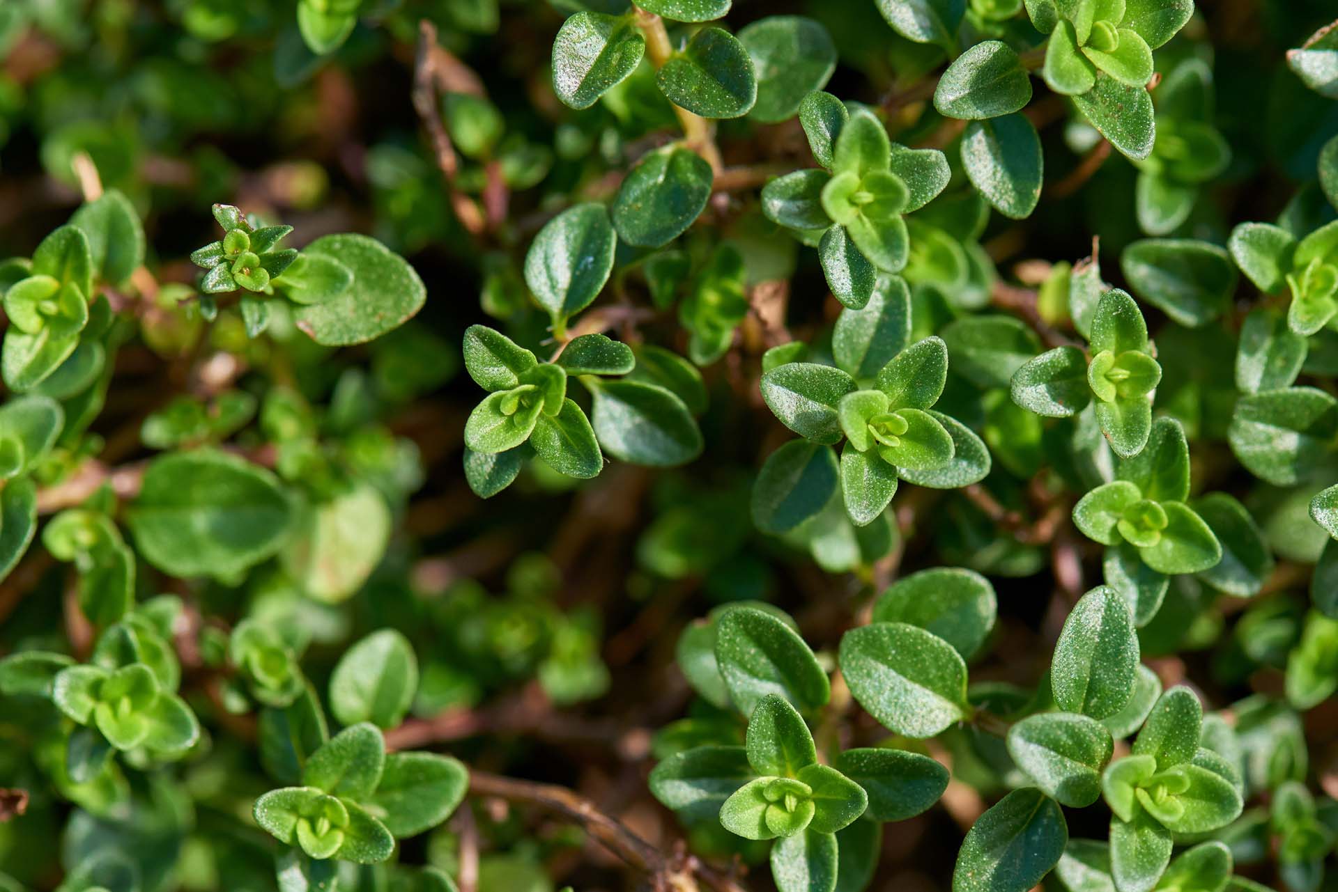 Thyme leaves