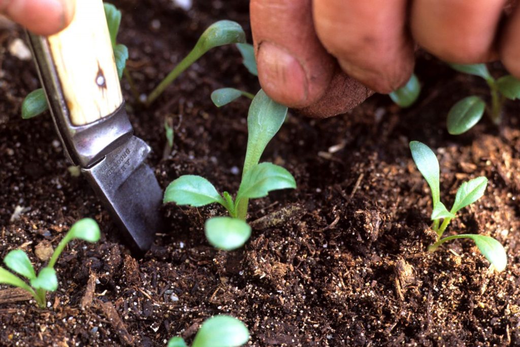 From Cuttings