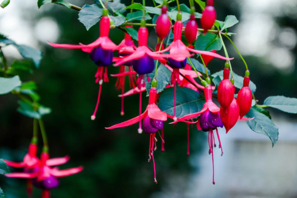 Fuchsia