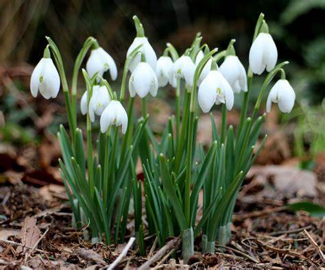 Galanthus Nivalis