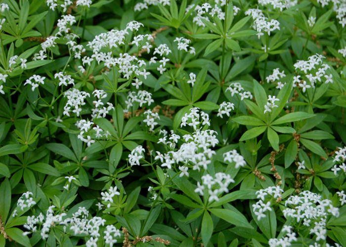 Galium