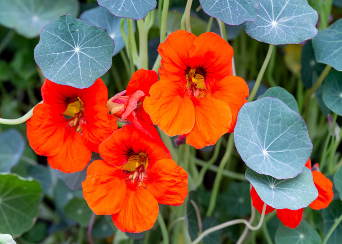 _Garden Nasturtiums