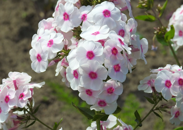 Garden Phlox