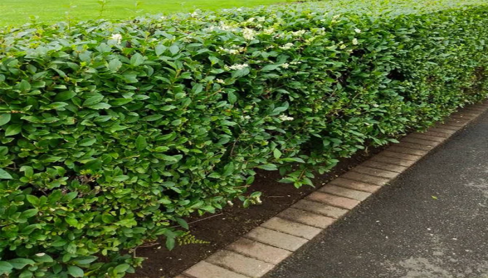 Garden Privet Hedge