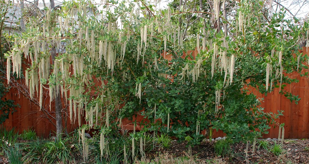 Garrya Elliptica James Roof