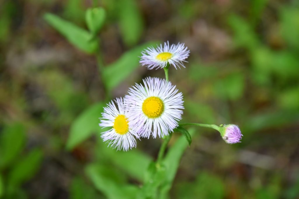 Georgian Fleabane