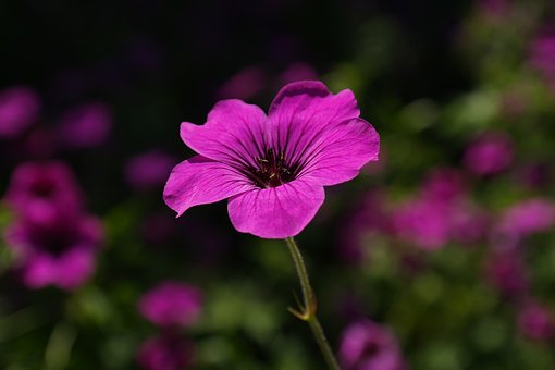 Geraniums