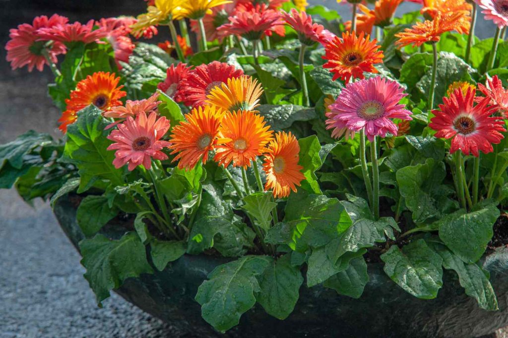 Gerbera Daisy