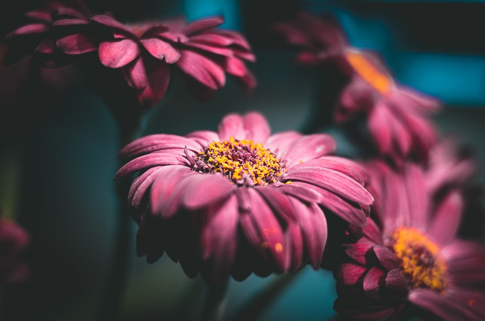 How to Grow and Care for Your Gerbera Daisy Plants