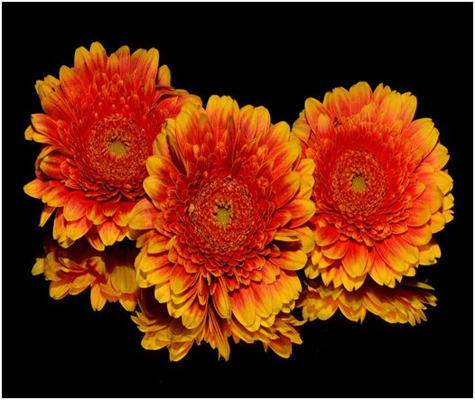 Gerbera Daisy