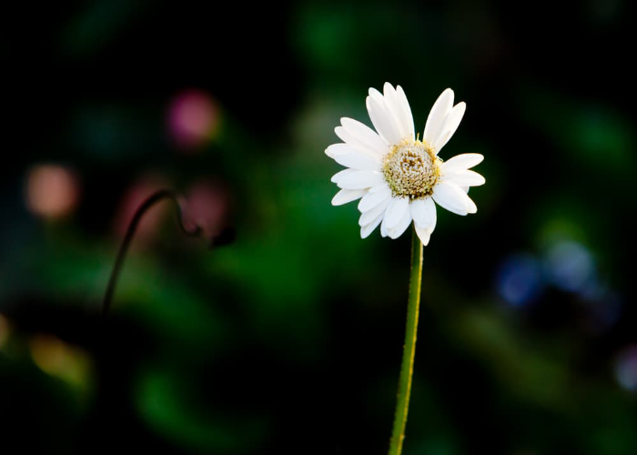 Gerbera Everlast White