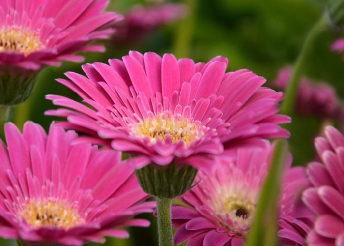 Gerbera Garden Jewels Frosted Hot Pink