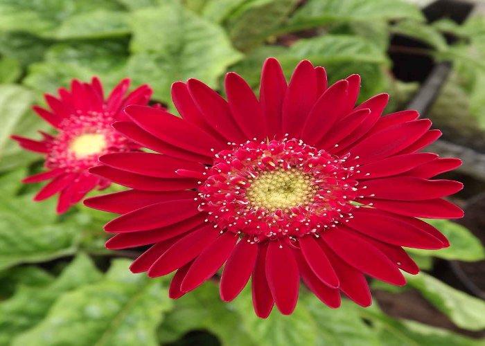 Gerbera-garvinea-Fleurie