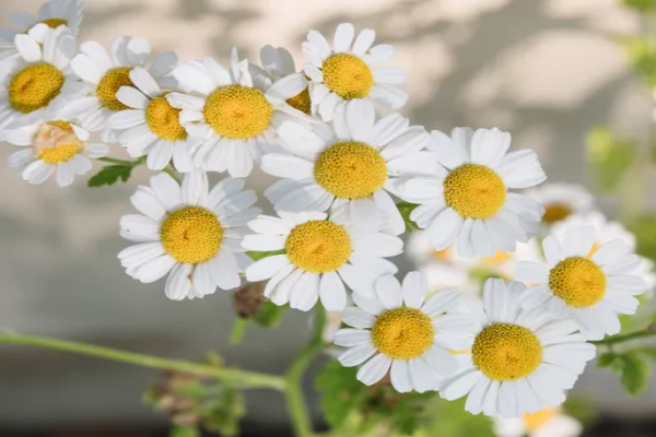 German Chamomile (1)