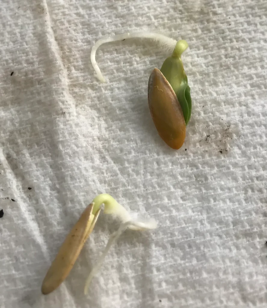 Germinating in a Paper Towel