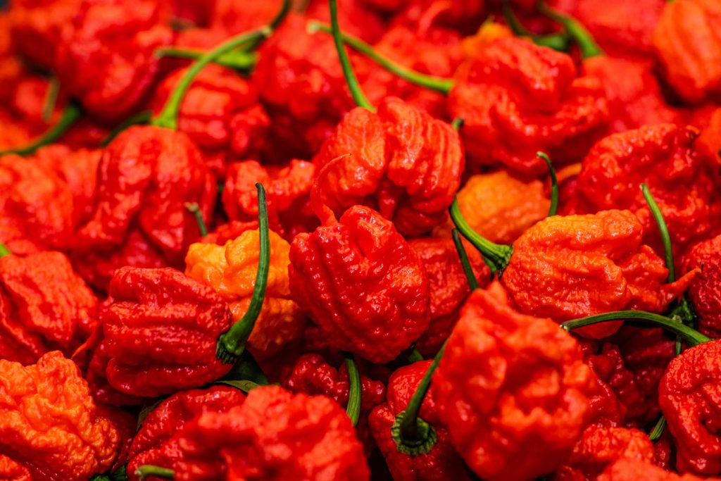 Ghost Pepper