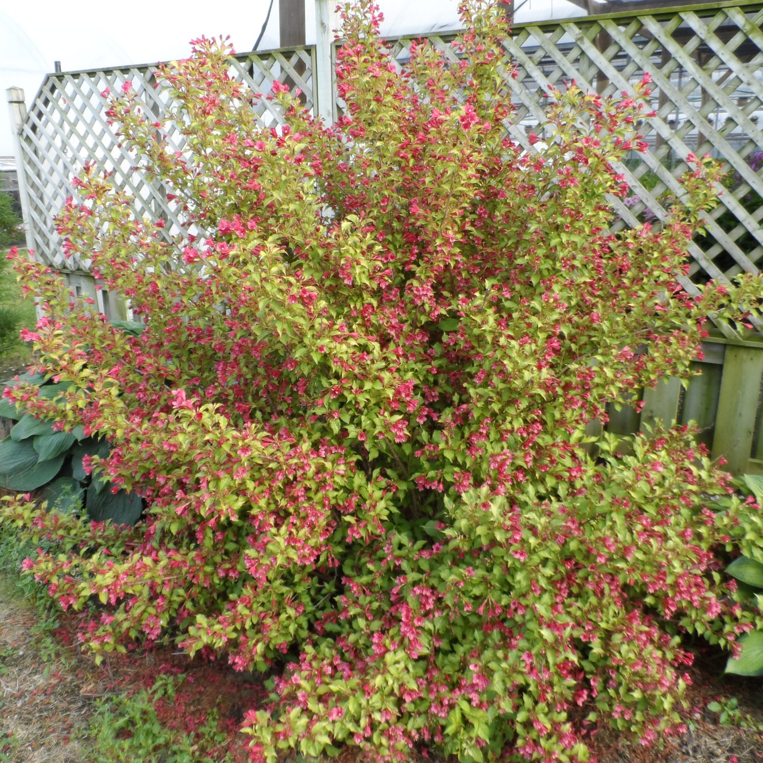 Ghost Weigela