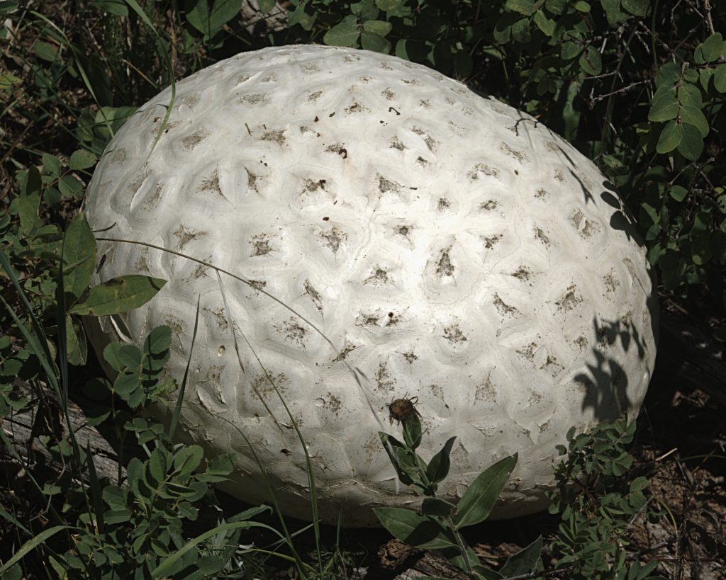 Giant Puffball