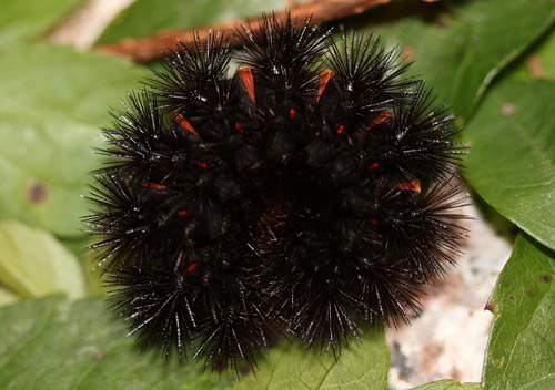 Giant Wooly Bear