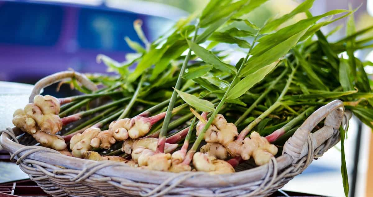 Ginger Production