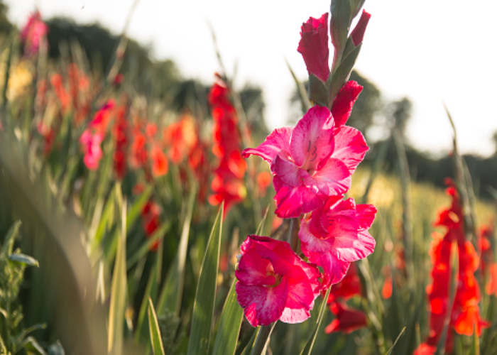 _Gladiolus.