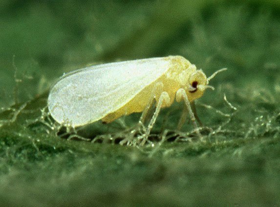 Glasshouse Whitefly