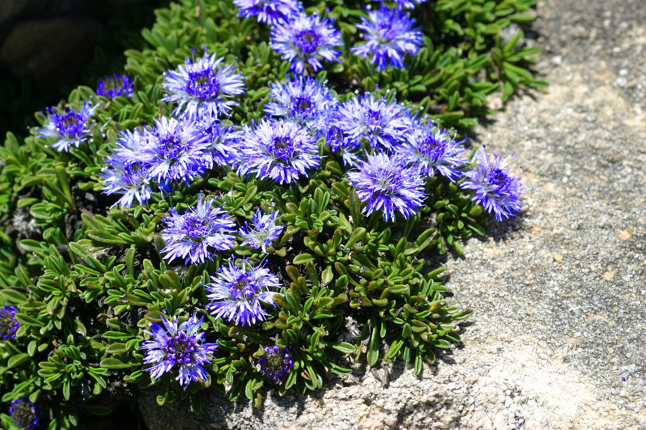 Globularia