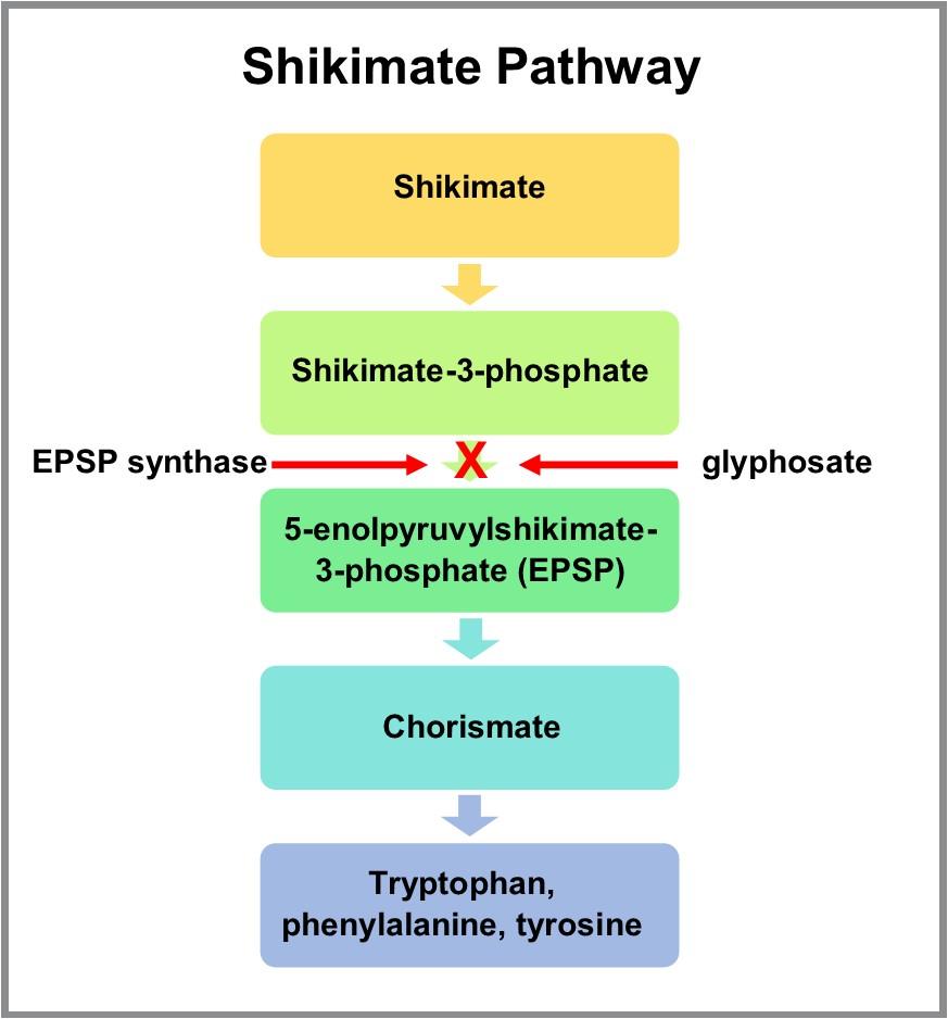 Glyphosate Treatment