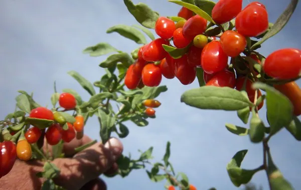 Goji Berry