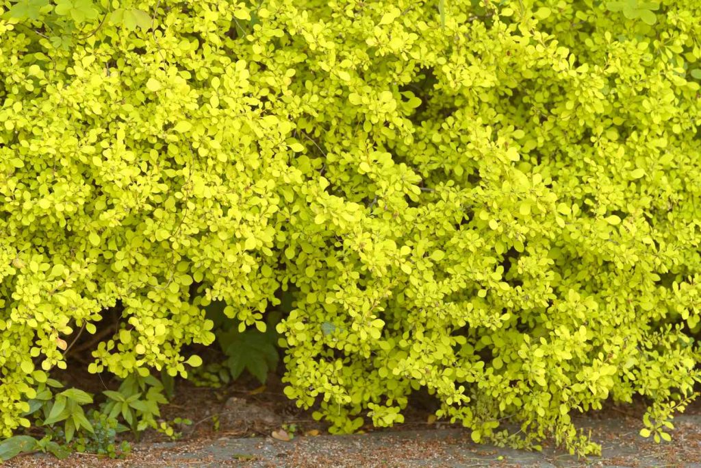 Golden Barberry