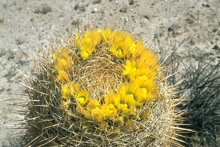 Golden Barrel Cactus