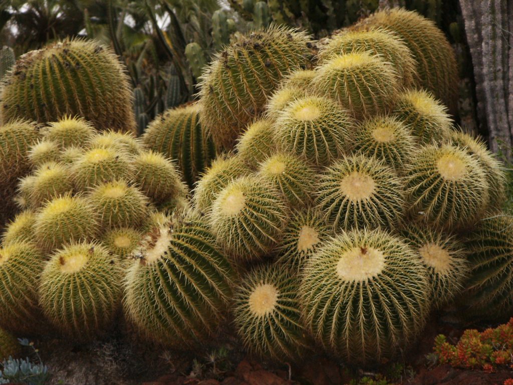 Golden Barrel Cactus