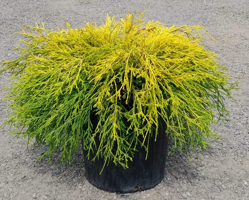 Golden Mop False Cypress