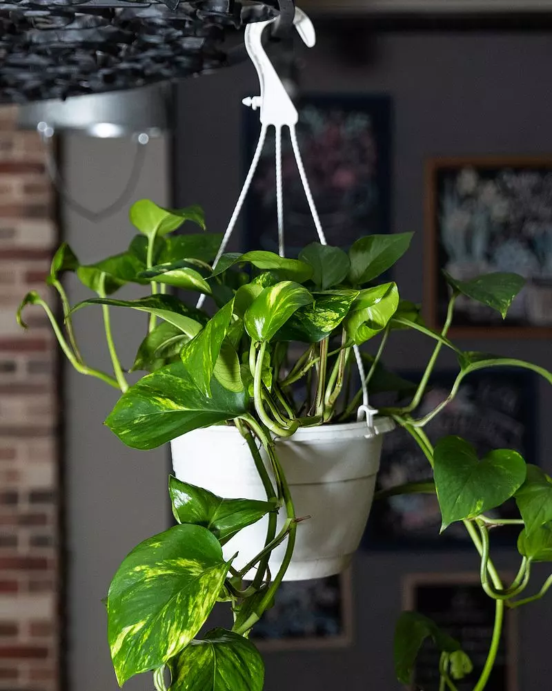 Golden Pothos