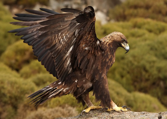 Golden eagle