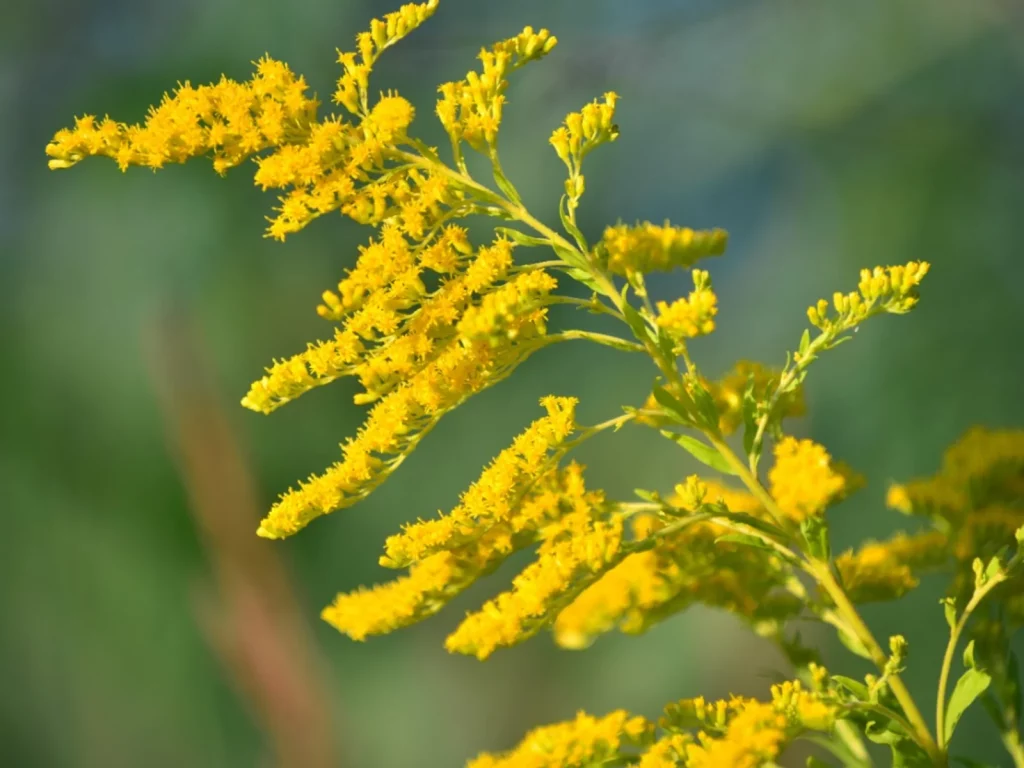 Goldenrod