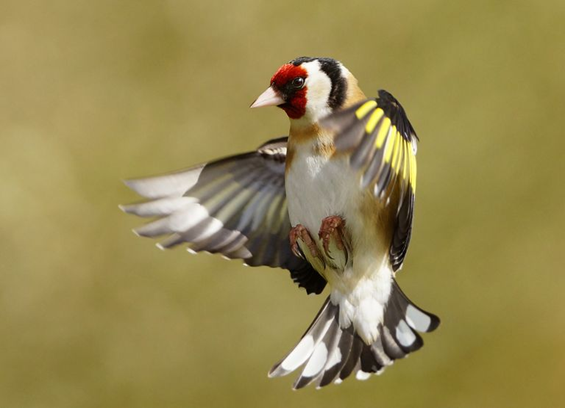 Goldfinch