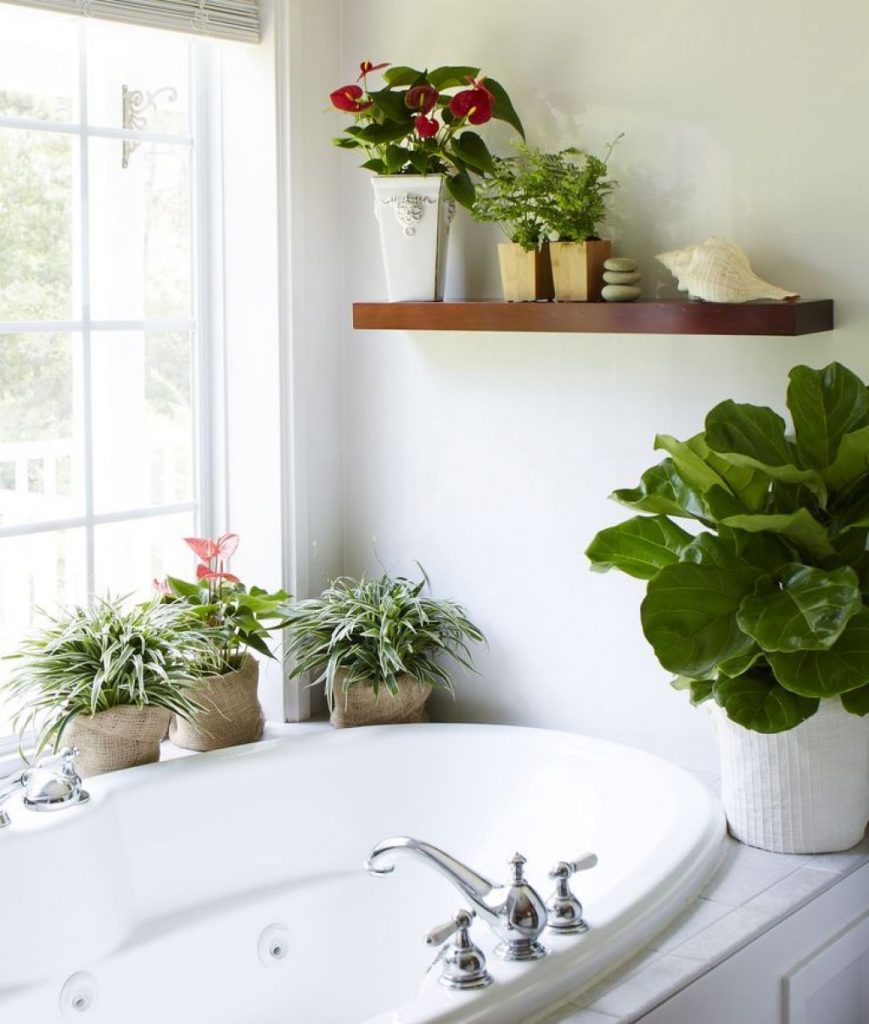 Good Bathroom Plants For Dark & Humid Spaces