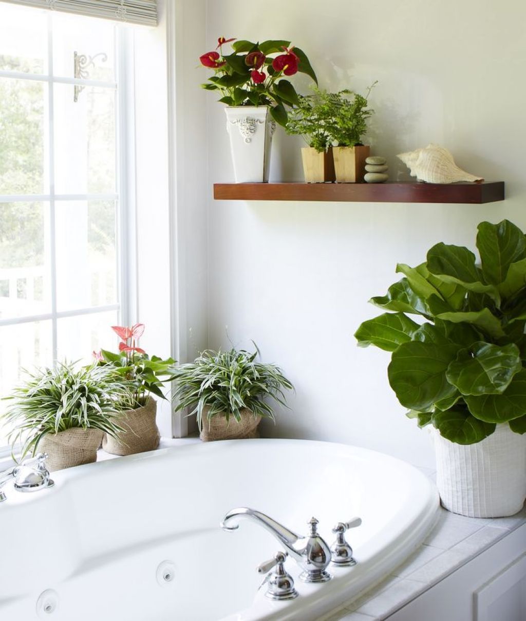 21 Plants Suitable for Dark & Humid Bathroom Environments