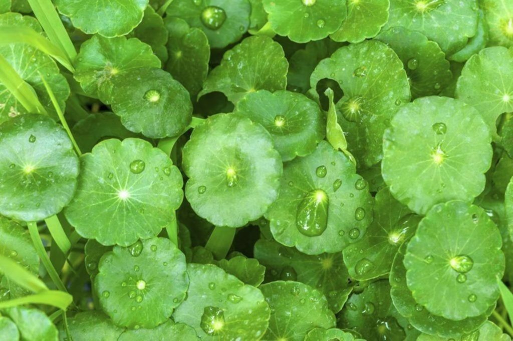 Gotu Kola