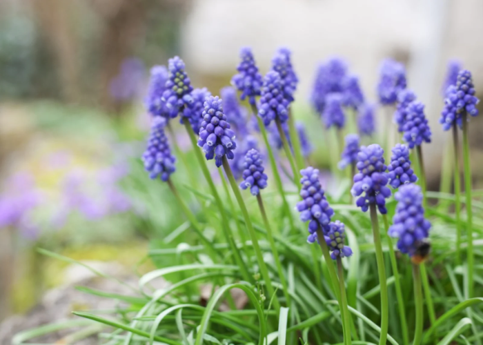 Grape Hyacinths